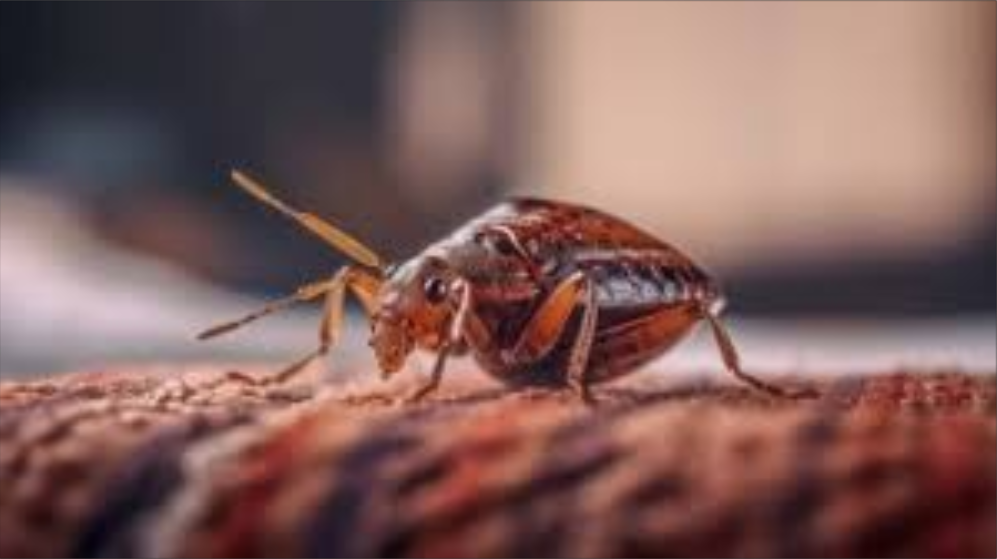 El calor es el método casero más eficaz contra las chinches, aunque expertos recomiendan combinarlo con otras medidas de control